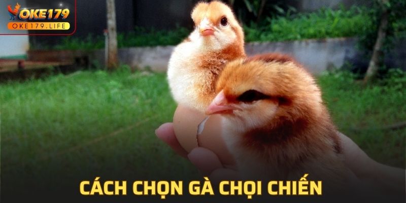Cách chọn gà chọi chiến hiệu quả