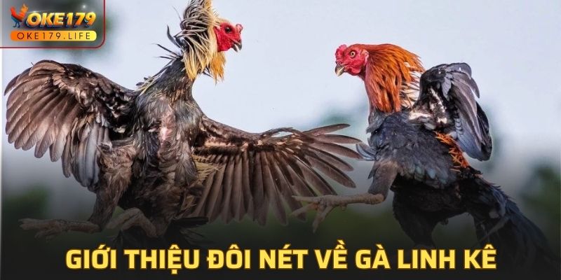 Giới thiệu đôi nét về gà linh kê