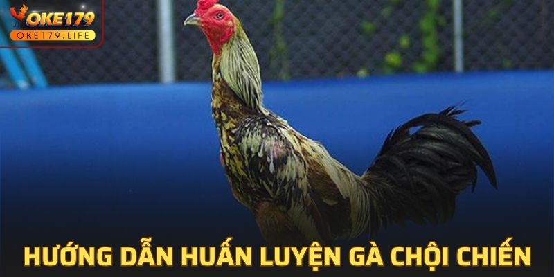 Hướng dẫn huấn luyện gà chọi chiến hiệu quả