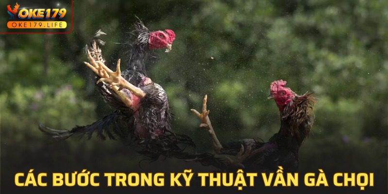 Quá trình thực hiện kỹ thuật vần gà chọi hiệu quả nhất hiện nay