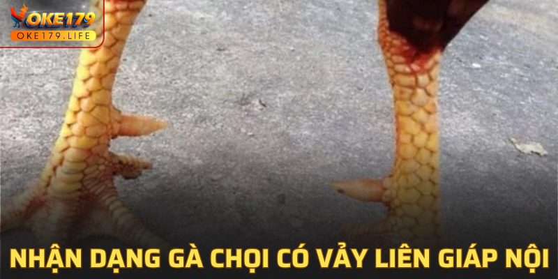 Sự đặc biệt của móng ngựa liên giáp nội dung với loại thông thường