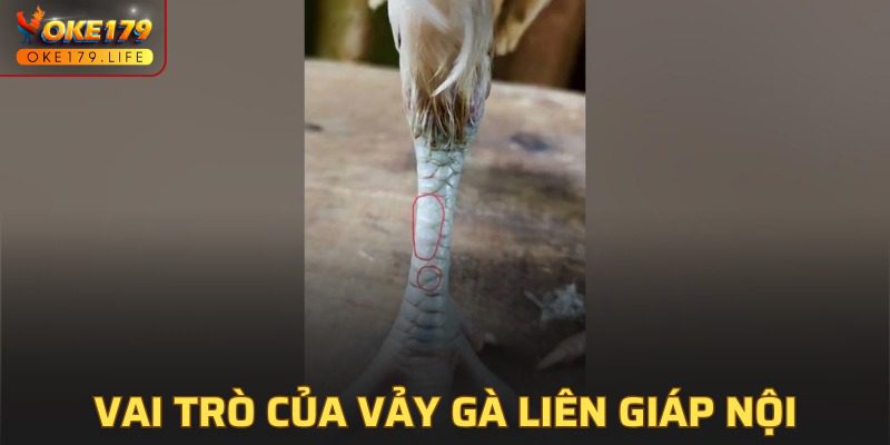 Ý nghĩa thú vị của ngựa ngựa trong các trận tranh tài